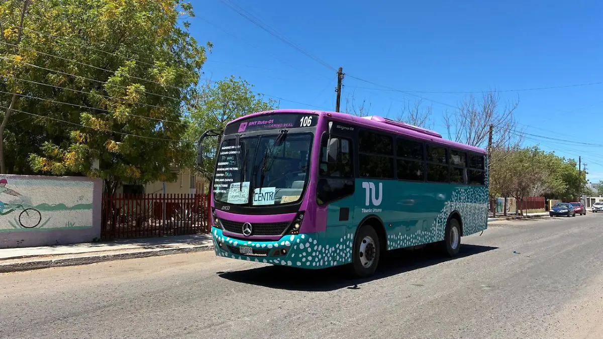 tiburon urbano 