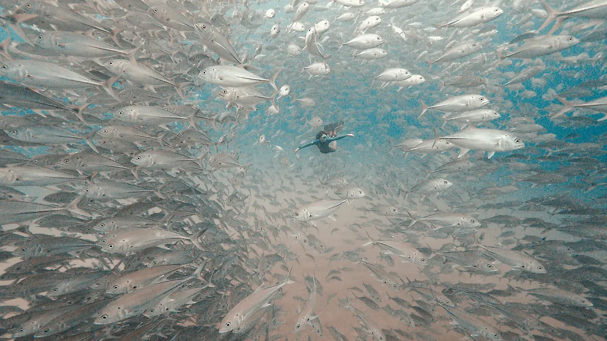 cabo pulmo buceo libre