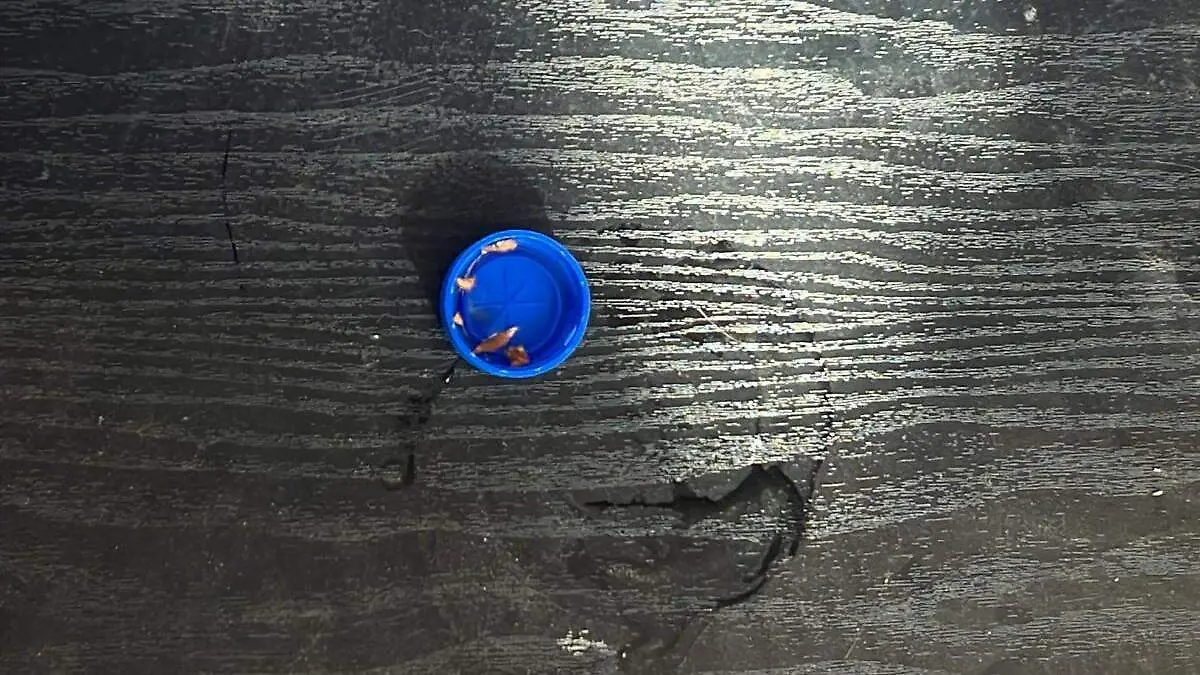 reproduccion-mosquitos-dengue-enferemedades