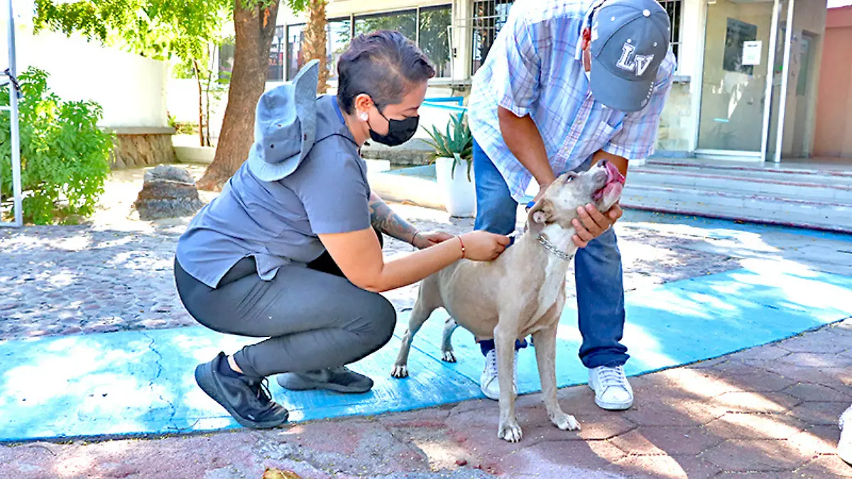 perro-recibiendo-vacuna