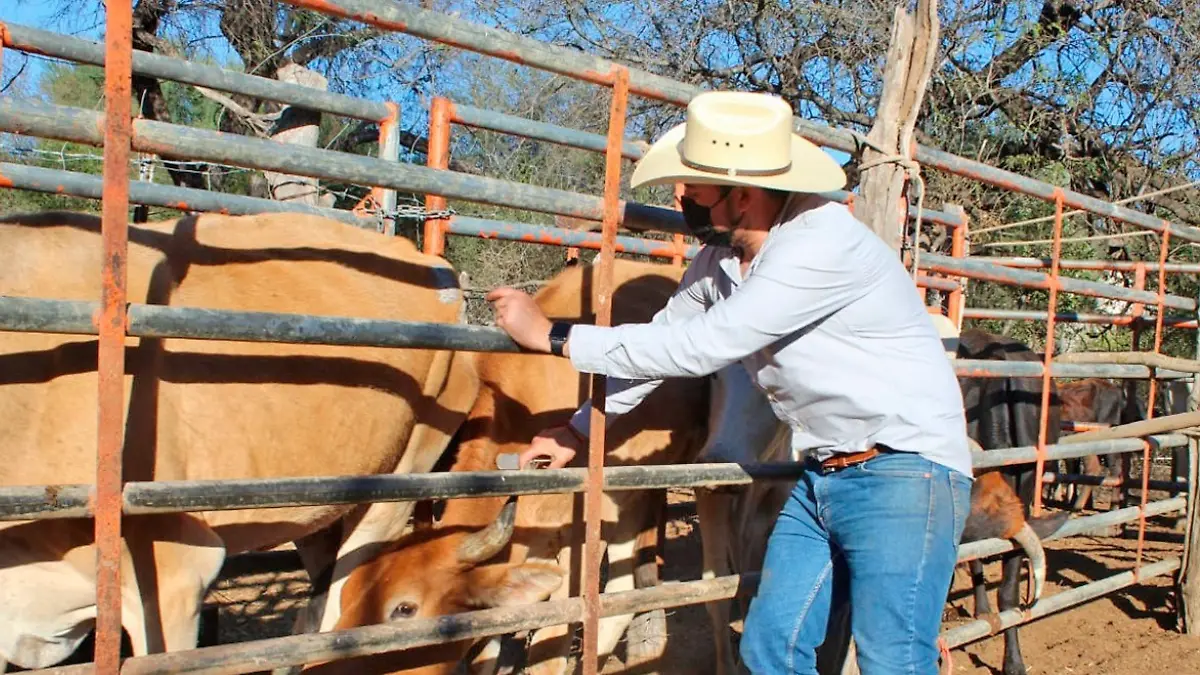 ganado debe ser vacunado contra la rabia 