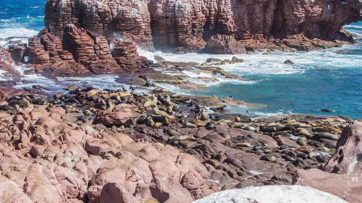 lobos marinos