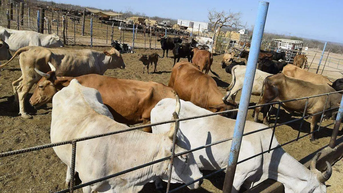 ganado-rancho-los-tamales