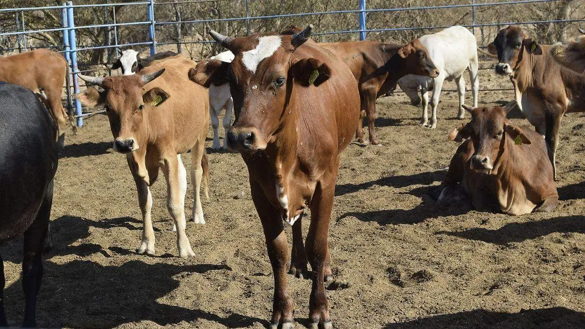 ganado-rancho-los-tamales