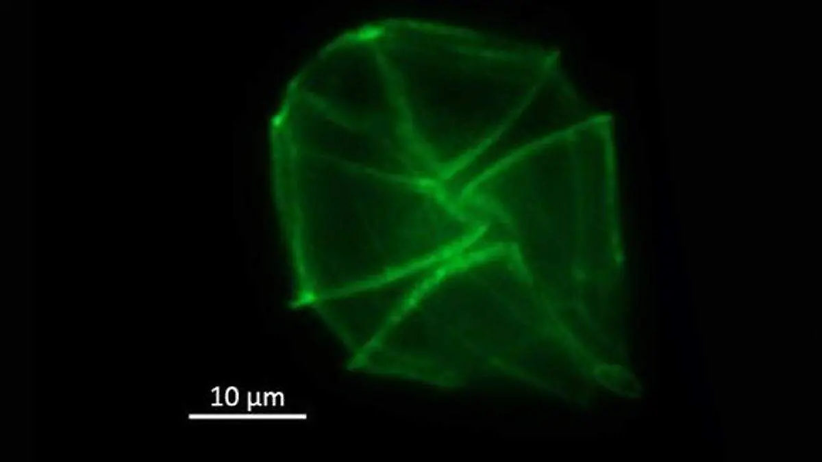 florecimiento algal nocivo cicimar en la paz
