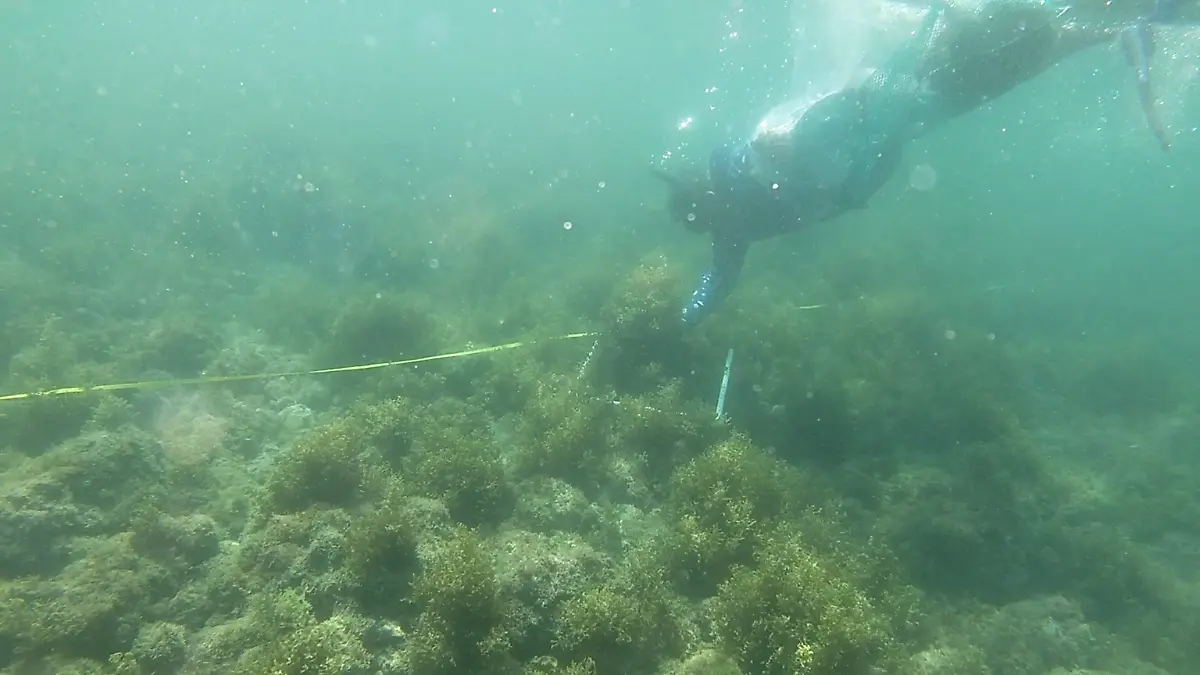 recolecta-sargazo-baja-california-sur