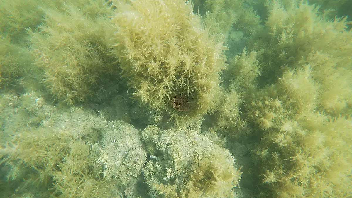 sargazo-la-paz-investigacion