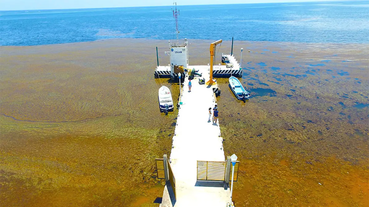 sargazo-quintana-roo