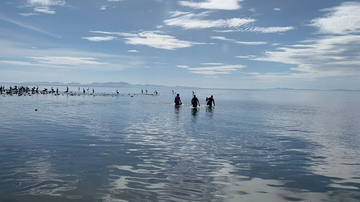 sargazo-san-juan-costa-investigadores-recolectando