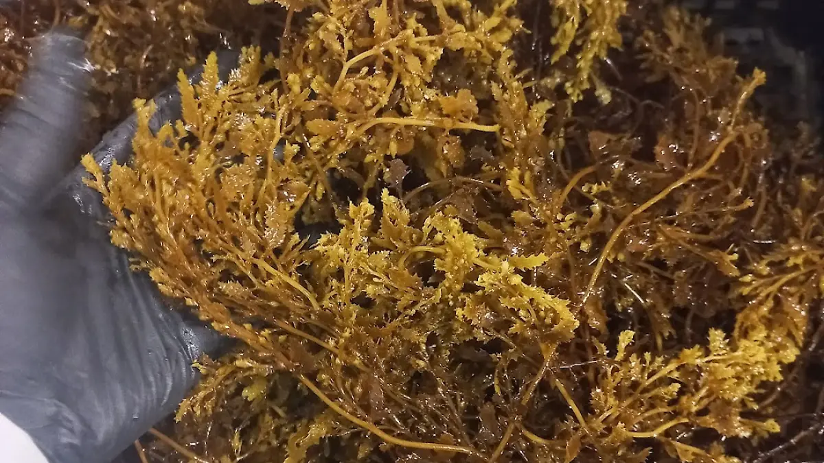 sargazo-baja-california-sur