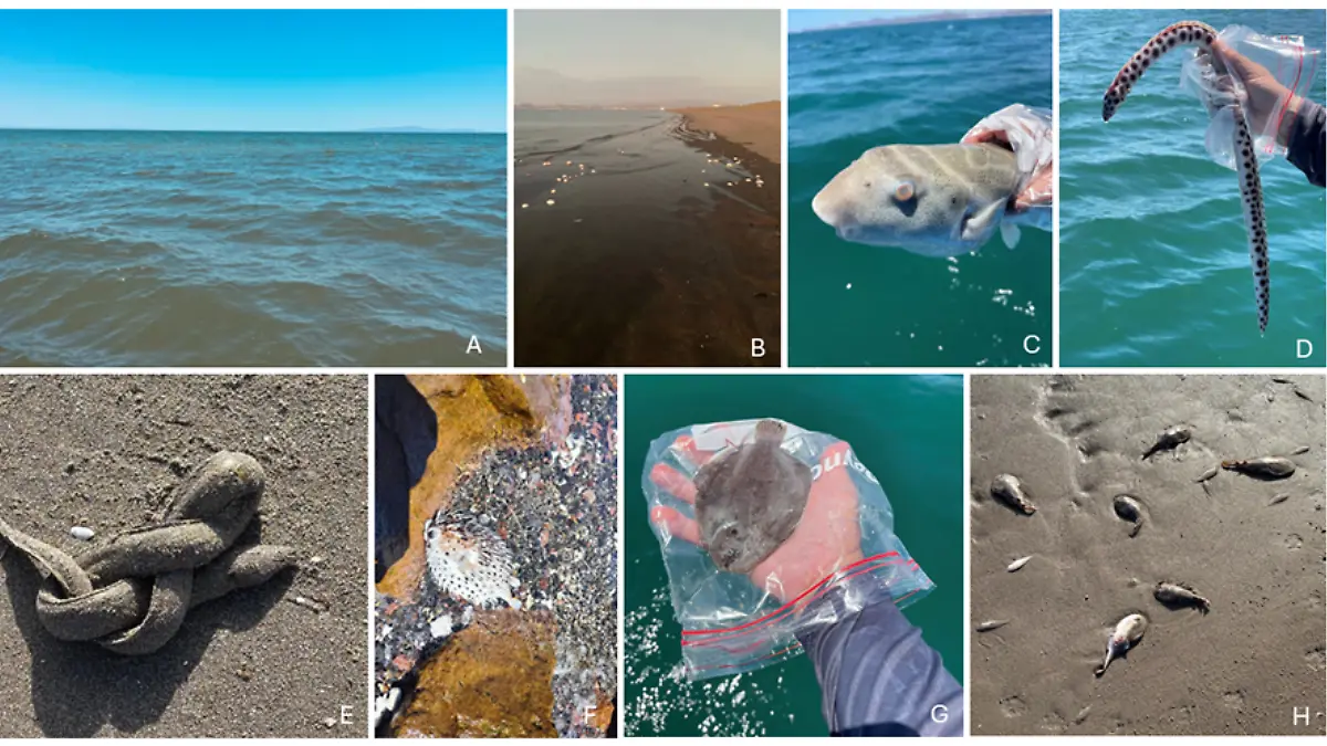 peces globo alga toxica la paz