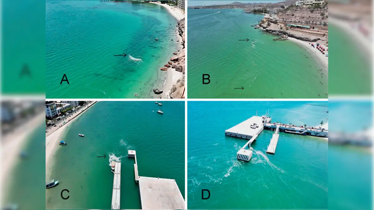 peces globo alga toxica la paz 