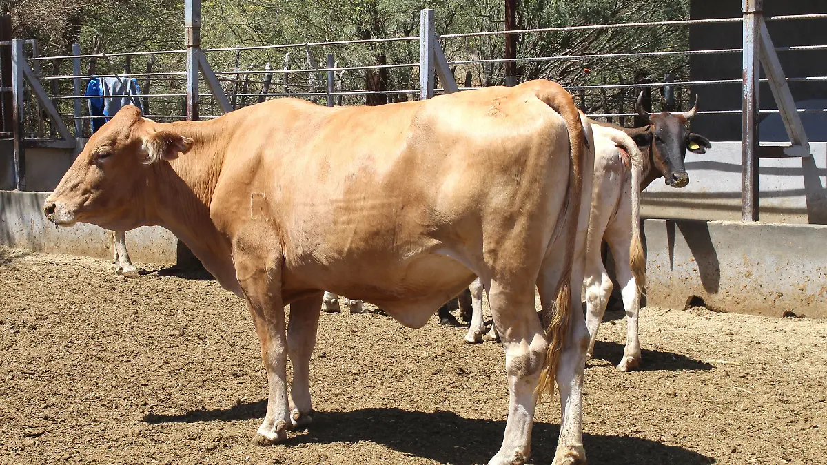 ganado-produccion-baja-california-sur