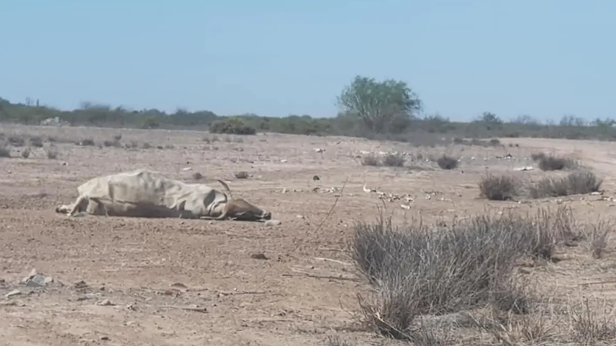 muerte-ganado-baja-california-sur