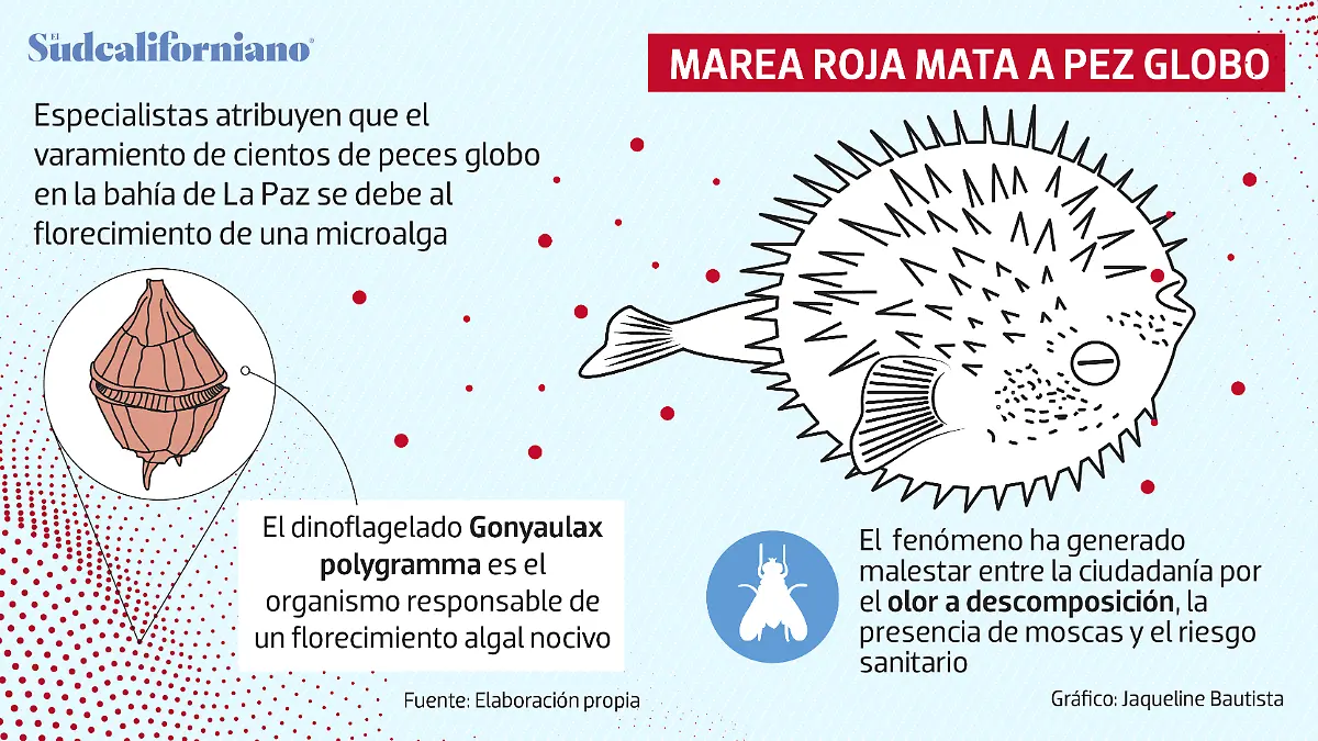 marea-roja-mata-pez-globo-bahia-la-paz