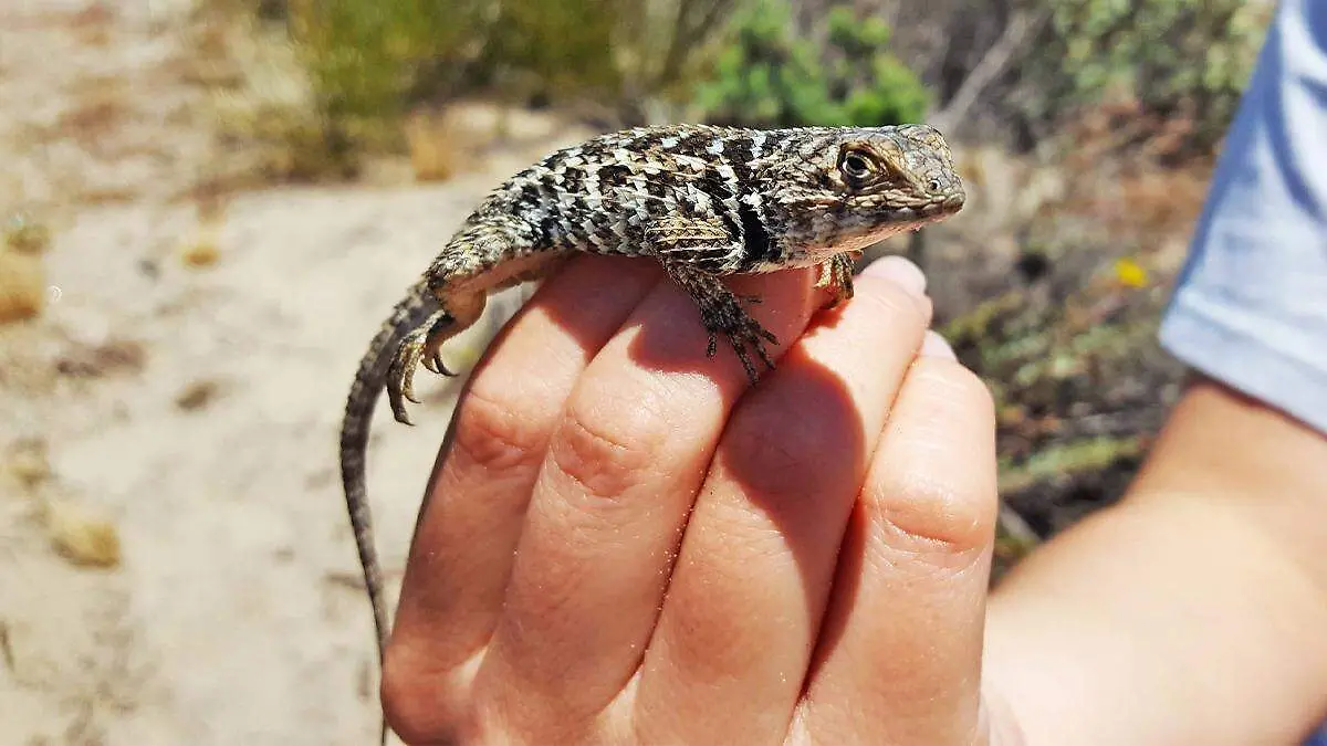 Sceloporus zosteromus Fauna del Noroeste