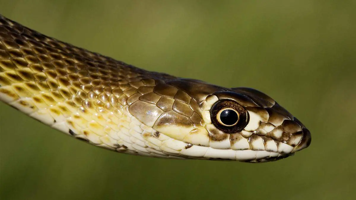 chirrionera-roja-wikicommons