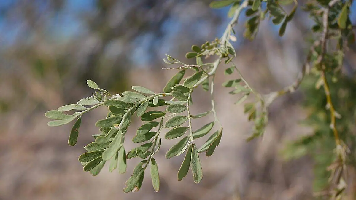 palofierro-wikicommons