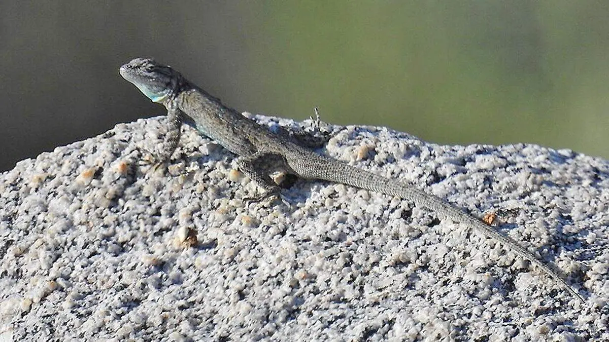 cachora-cola-negra-wikicommons