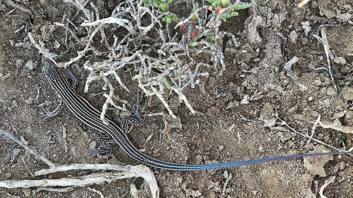 huico-baja-california-wikicommons-sula-vanderplank