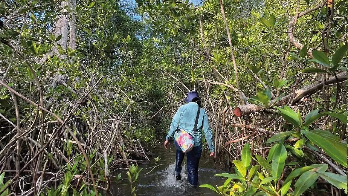 persona-zona-manglar-baja-california-sur