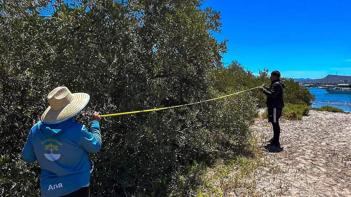 medicion-manglares-baja-california-sur