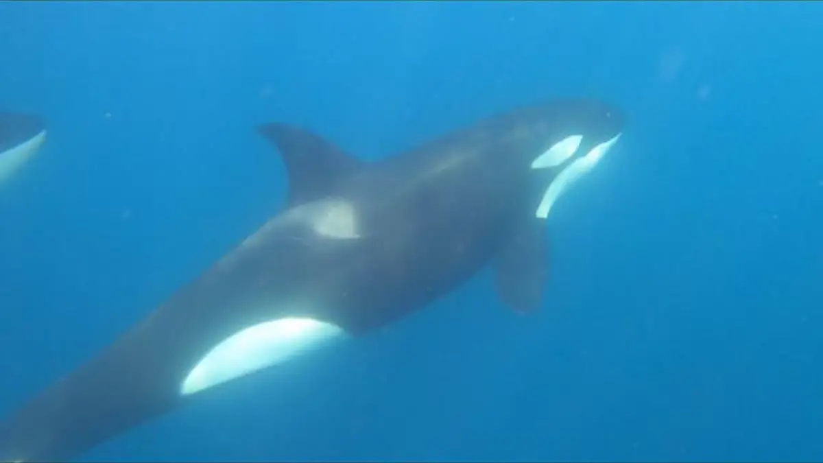 Orcas la paz