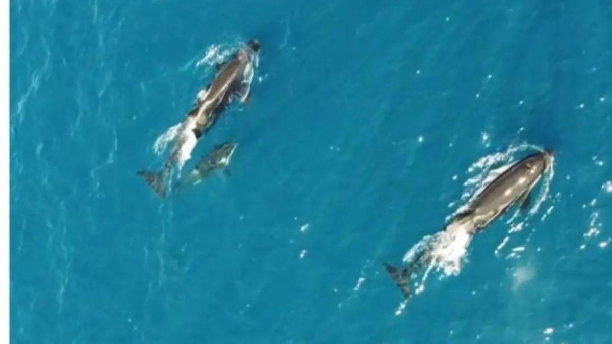 orcas-la-ventana-la-paz