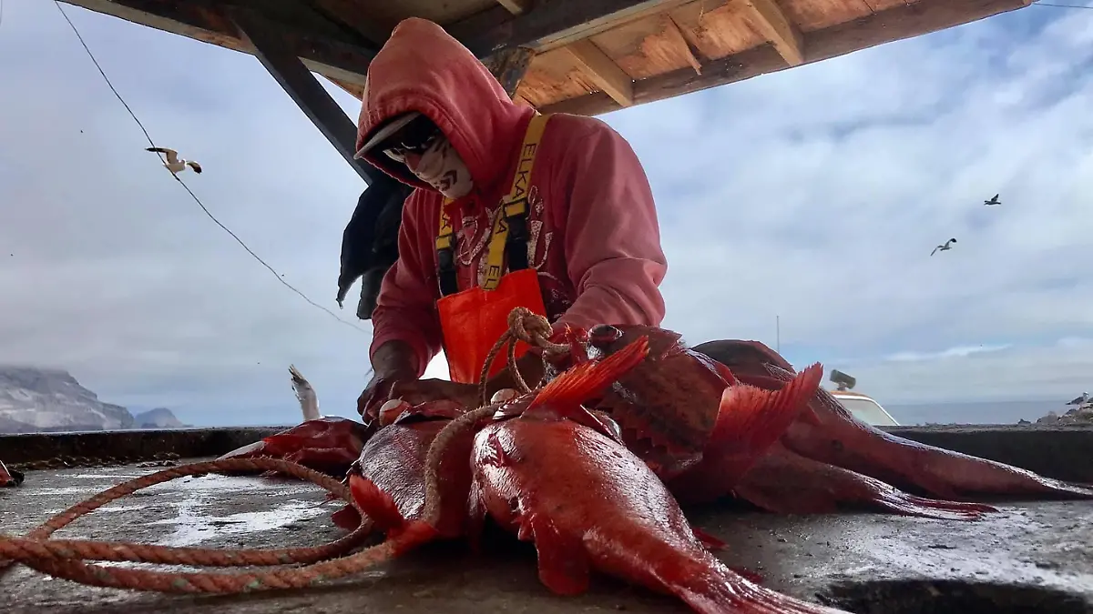pescador-limpiando-pescado-la-paz