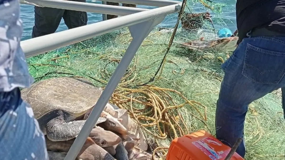 peces-lancha-pescadores-la-paz