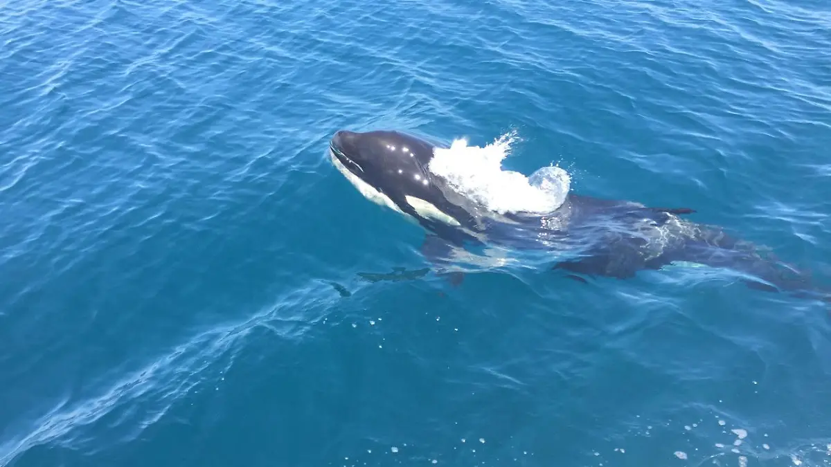 orcas plan de manejo  (3)