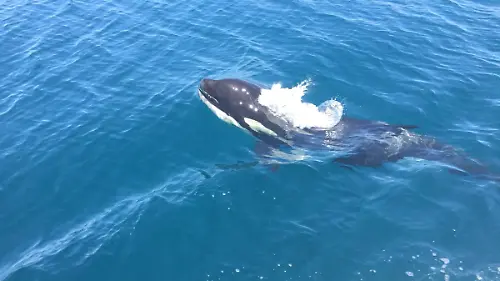 orcas plan de manejo  (3)