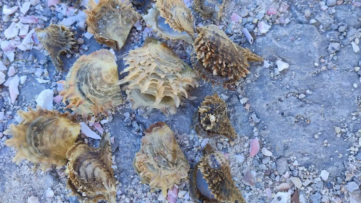 ostras-arena-playa-baja-california-sur