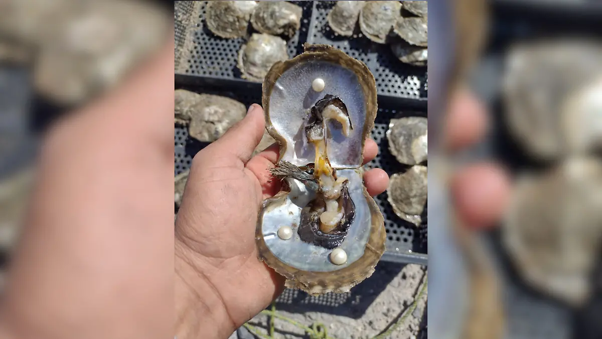 persona-sosteniendo-mano-ostra