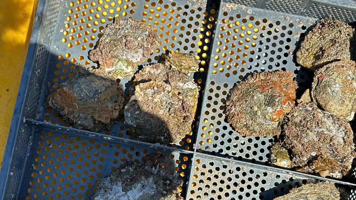 ostras-baja-california-sur