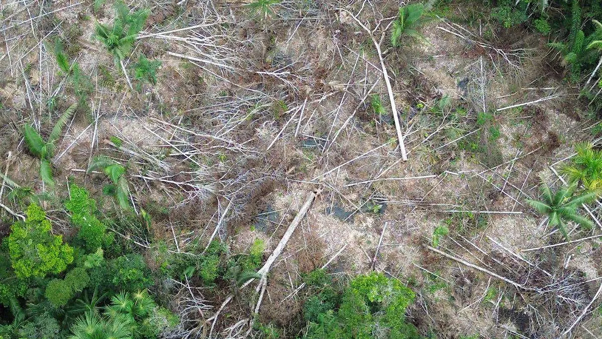 Imagen aérea de tala ilegal