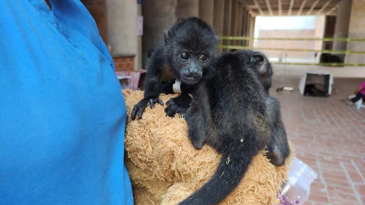 crias-mono-aullador-negro