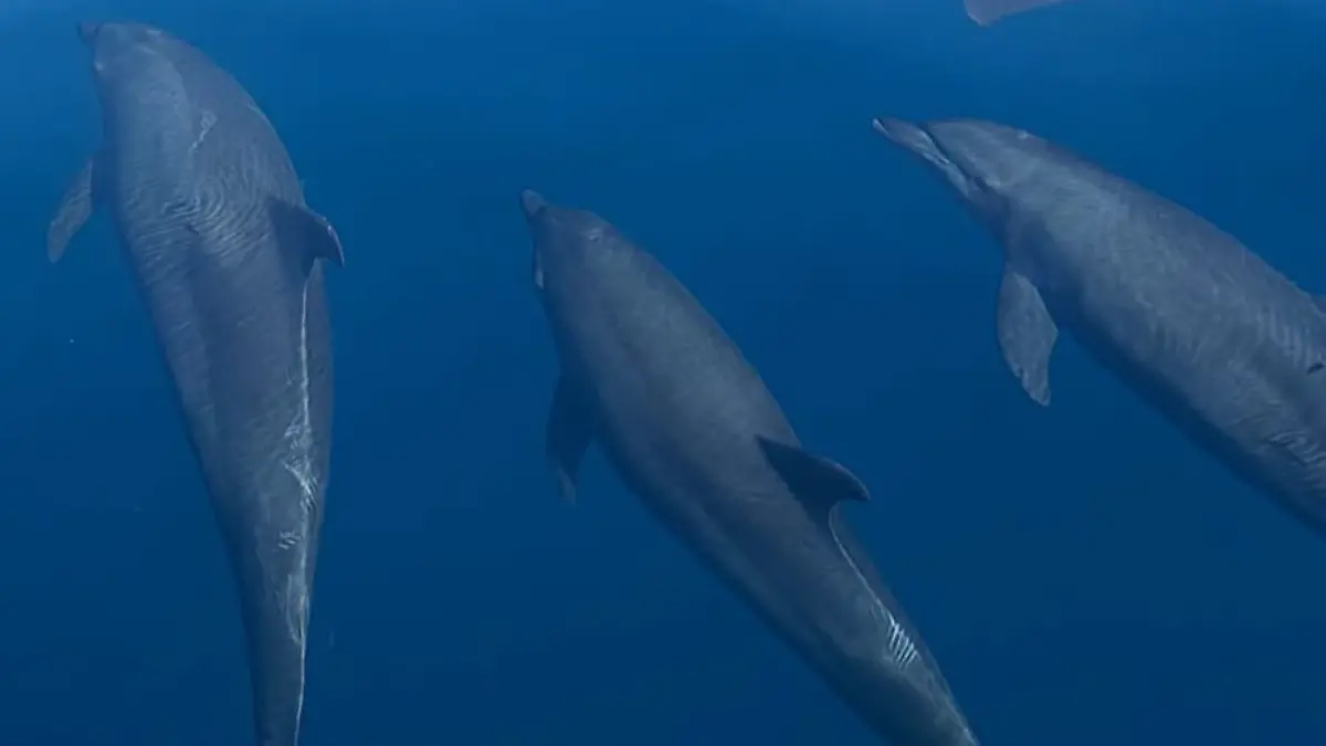 delfines-baja-california-sur