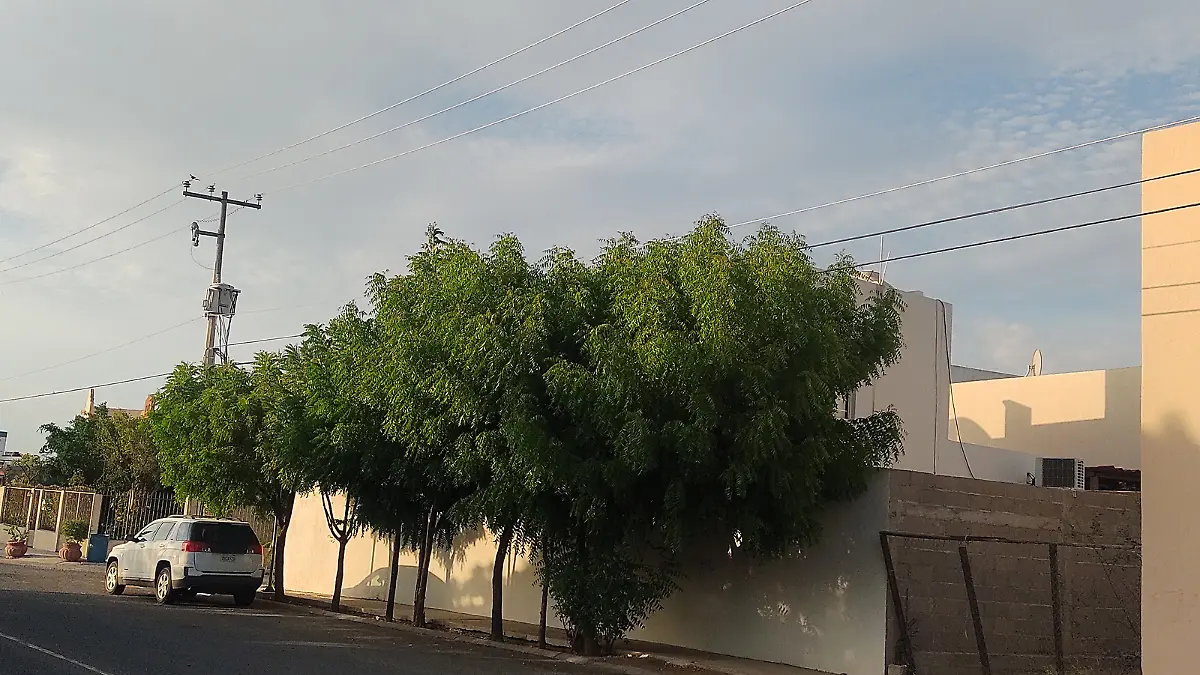 arboles-cubriendo-cables-calle