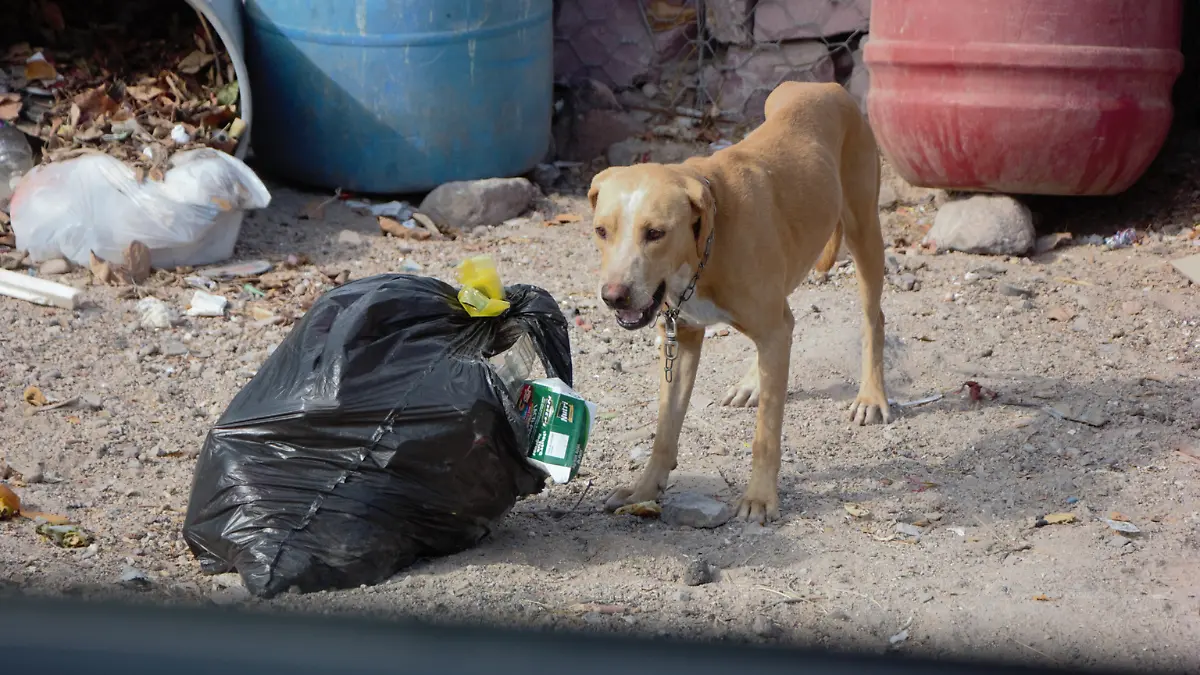 perro-callejero-la-paz
