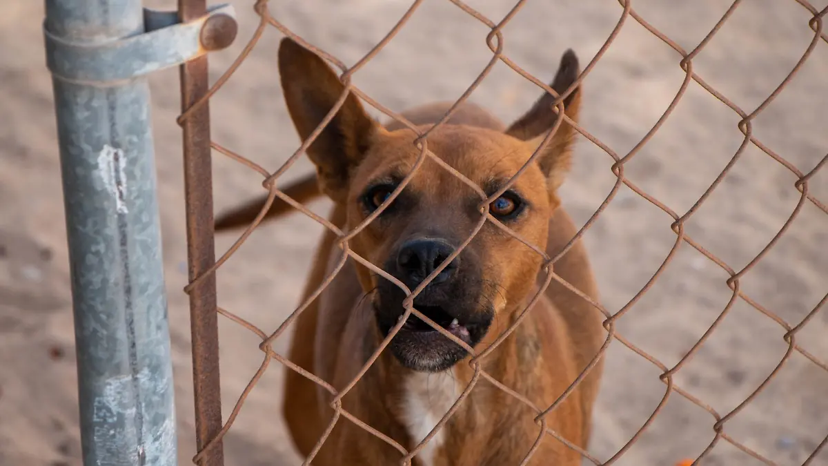 maltrato-animal-baja-california-sur