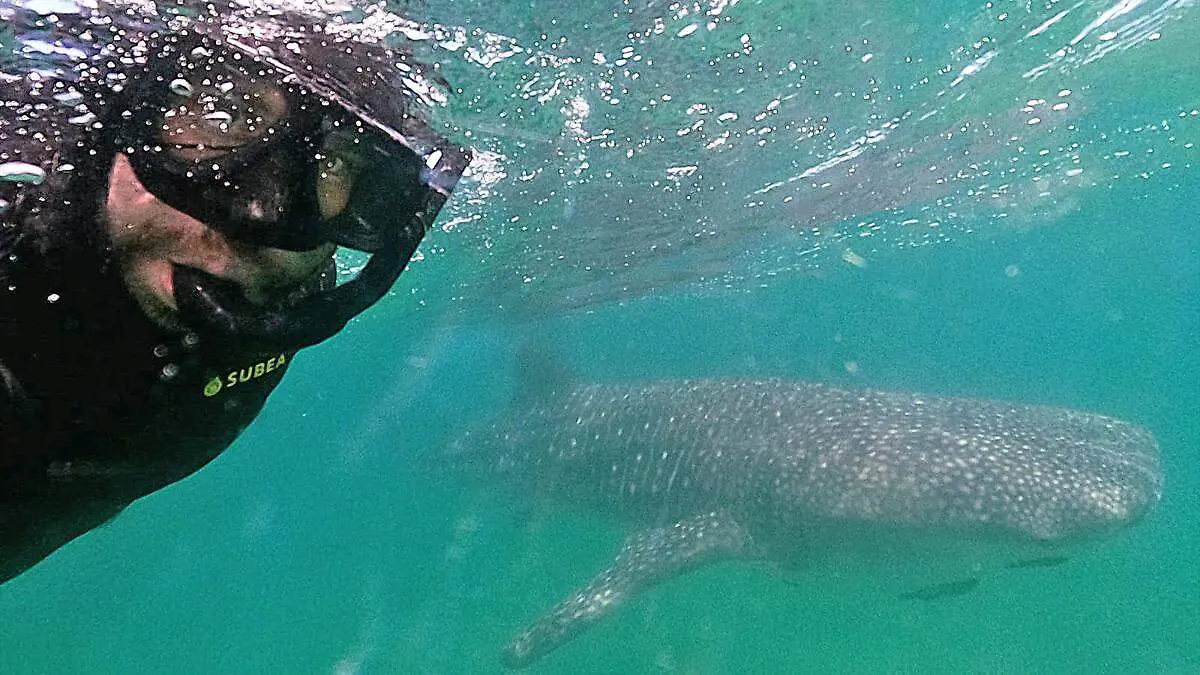 tiburon ballena en la bahia de la paz