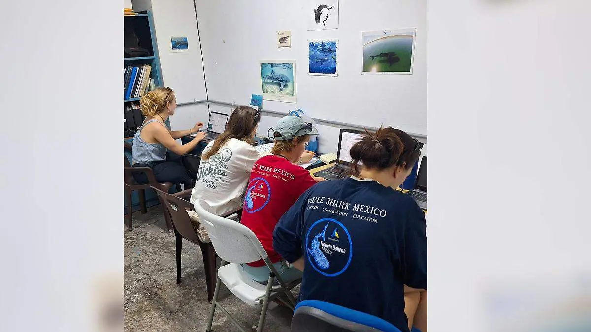 investigacion tiburon ballena mexico