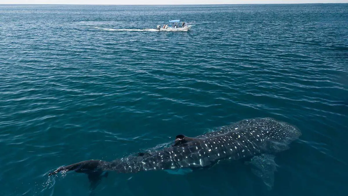 tiburon ballena bahia de la paz