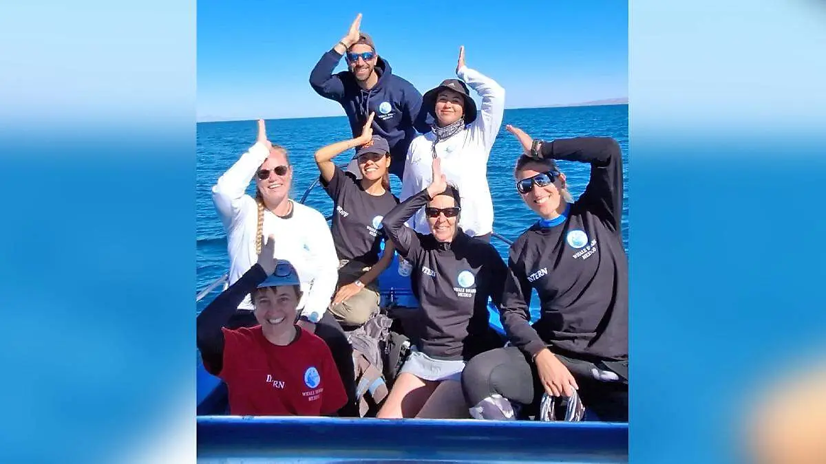 equipo tiburon ballena mexico