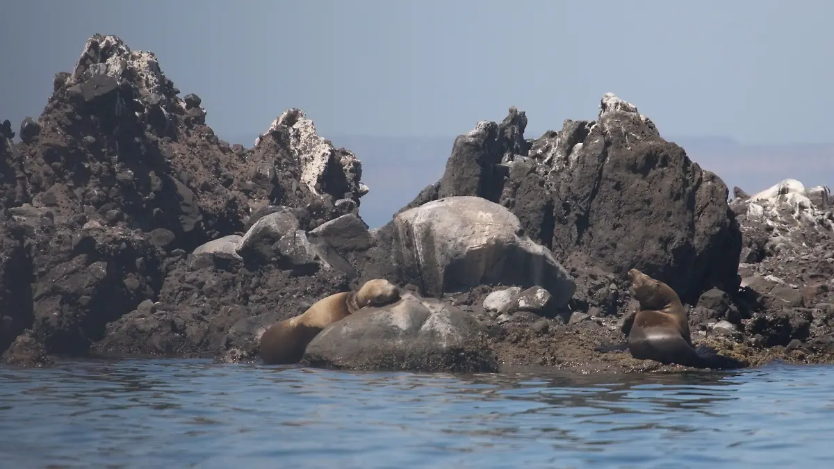 lobo marino la paz (2)