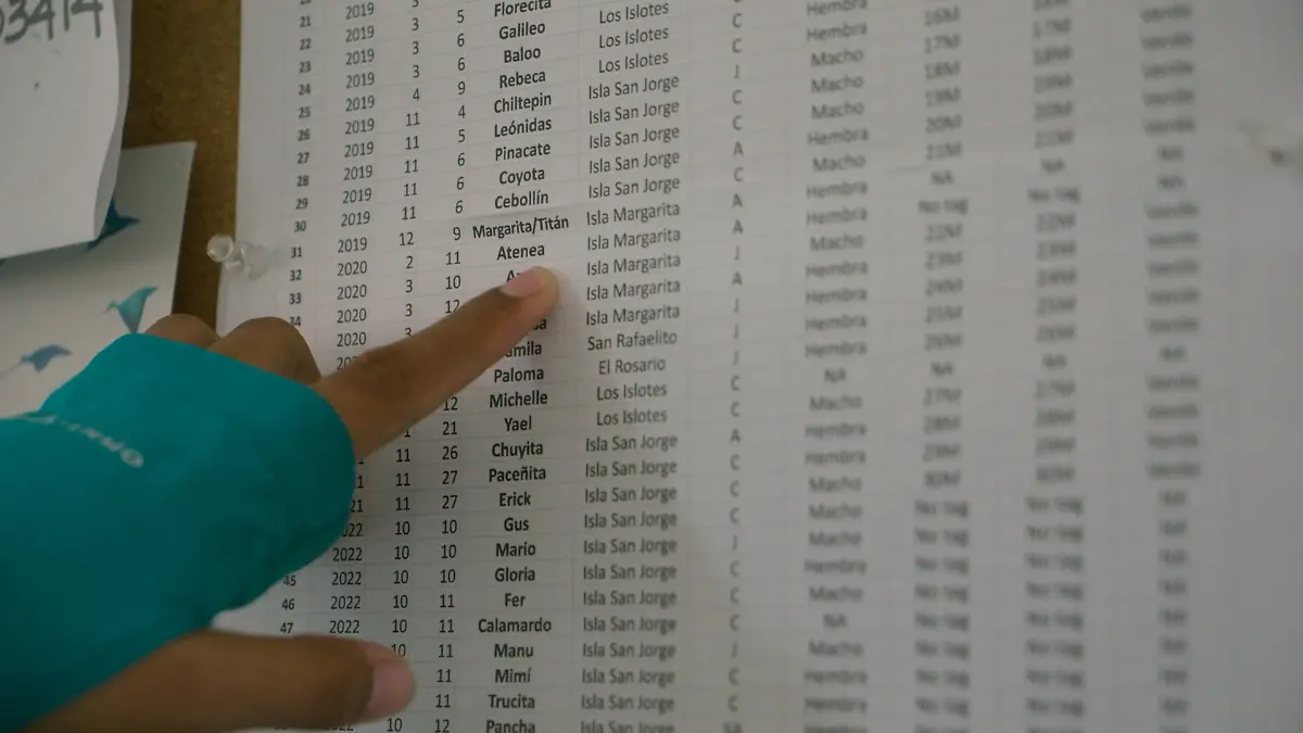 documento-rescate-lobos-marinos-la-paz