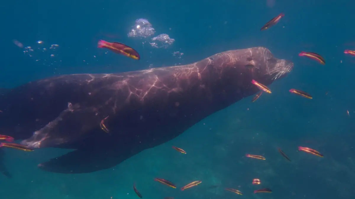 lobo-marino-nadan-la-paz