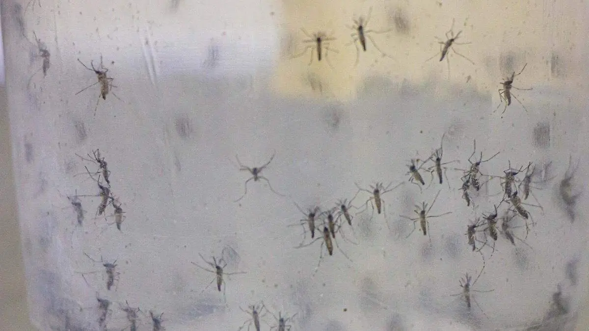 Mosquitos