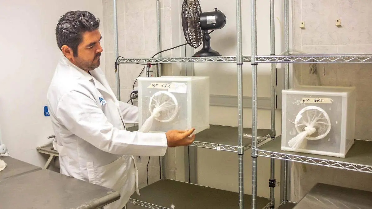 laboratorios-mosquito